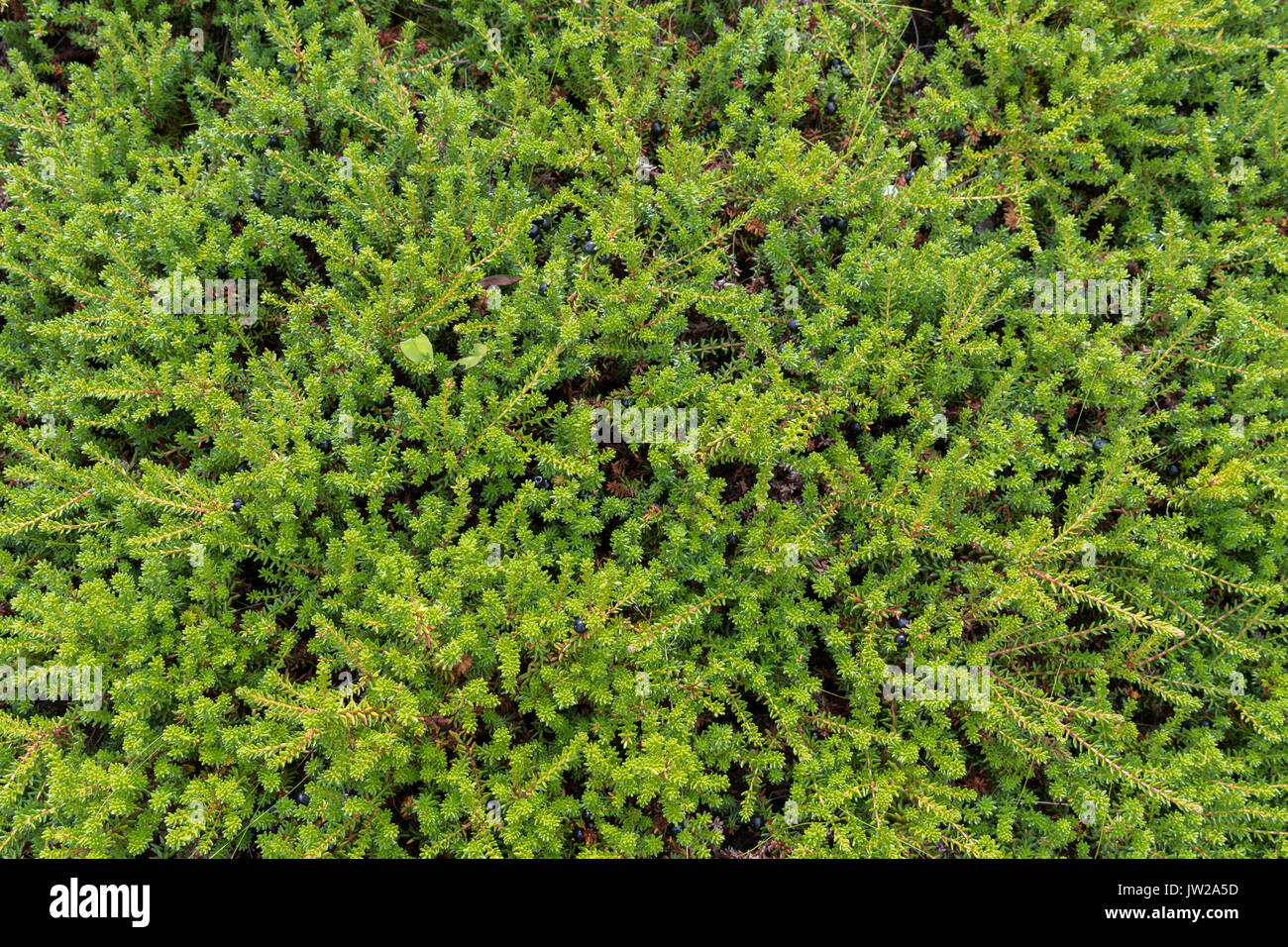 Background green heather Stock Photo - Alamy