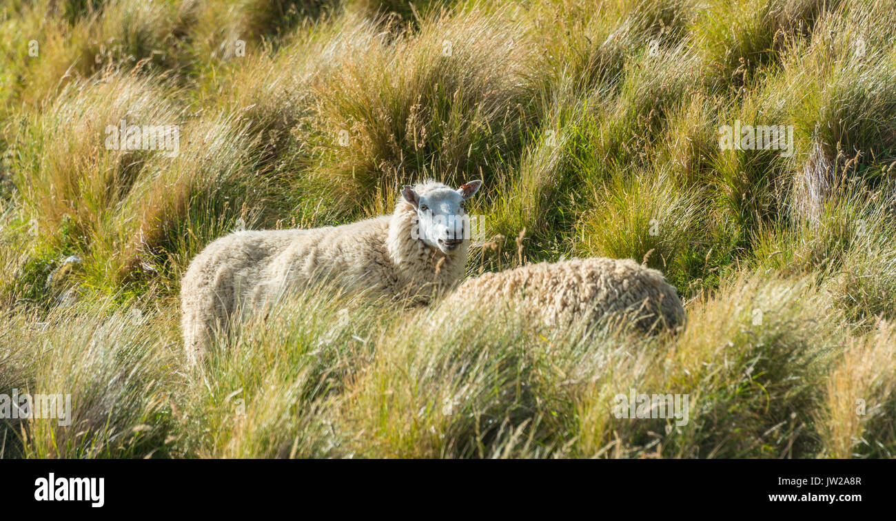 New Zealand sheep grazing in a meadow at hill Sandymount, Otago Peninsula, New Zealand Stock Photo