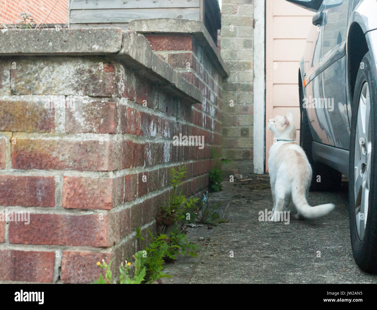a white cat about to jump up onto a low brick wall; UK Stock Photo Alamy