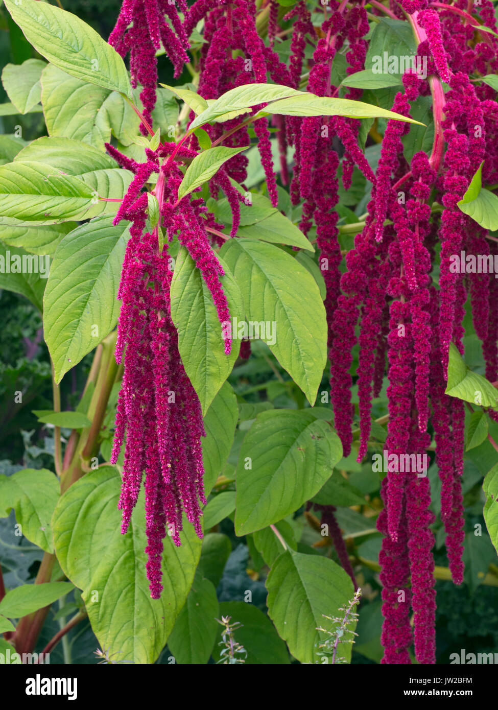 Amaranthus caudatus. love-lies-bleeding in summer border Stock Photo