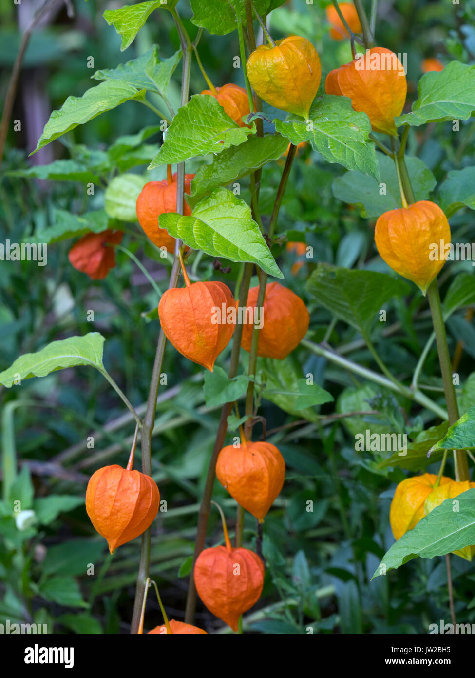 Chinese Lanterns Physalis alkekengi Stock Photo Alamy