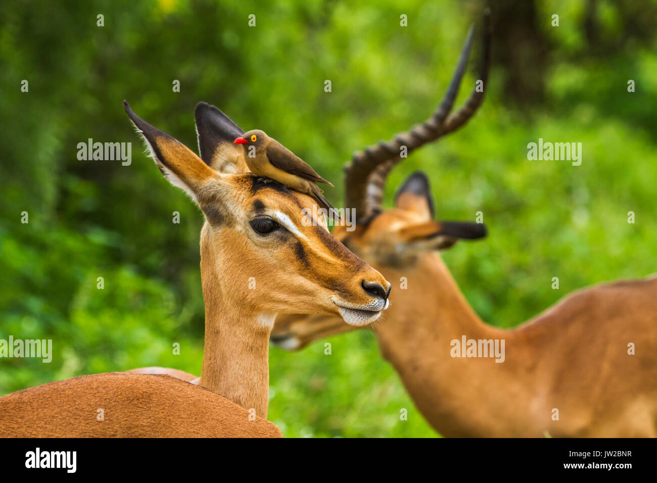 two impalas and oxpecker in Kruger Park, South Africa Stock Photo