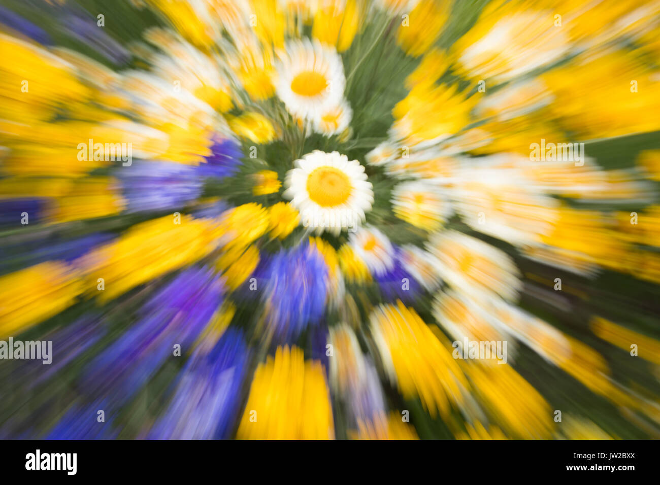 Summer meadow, flower meadow, abstract, zoomed, Germany Stock Photo