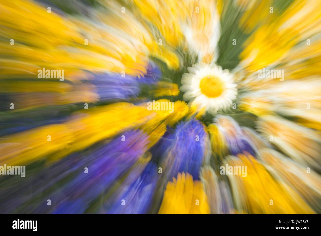 Summer meadow, flower meadow, abstract, zoomed, Germany Stock Photo