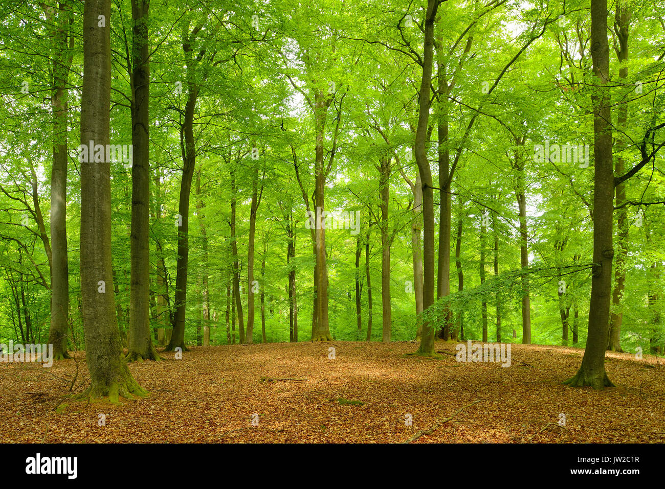 Untouched beech forest, Müritz National Park, subregion Serrahn, UNESCO World Natural Heritage, primeval beech forests of the Stock Photo