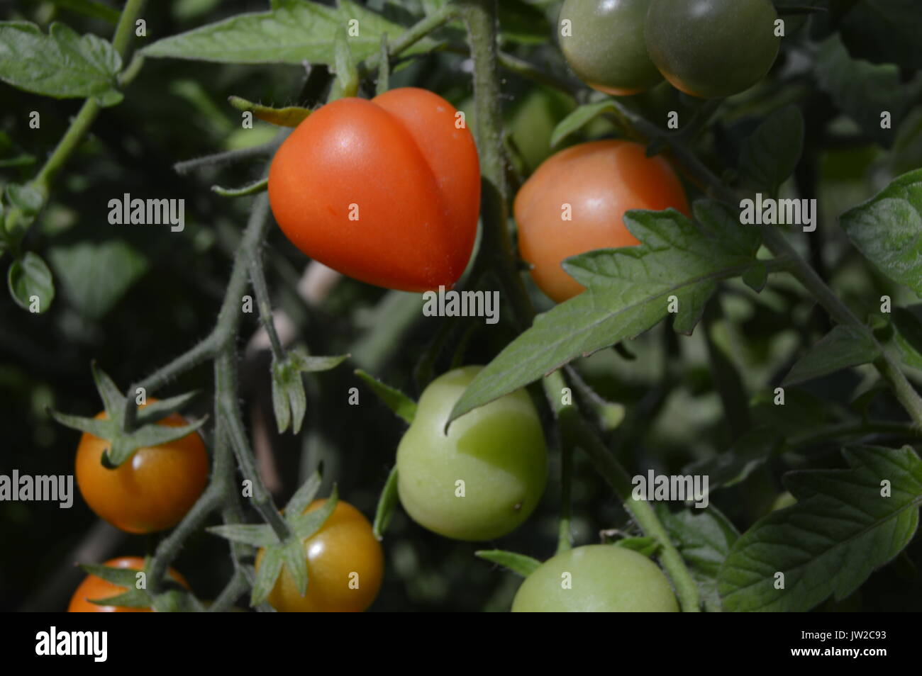 Heart shaped tomato Piccolo variety Stock Photo Alamy