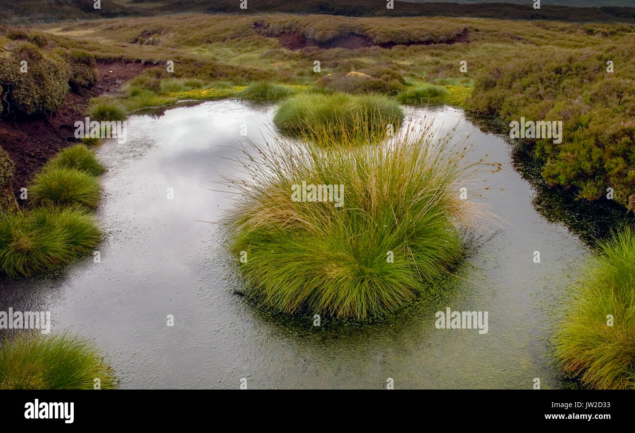 A section of Raised Bog in the Forest of Bowland Stock Photo