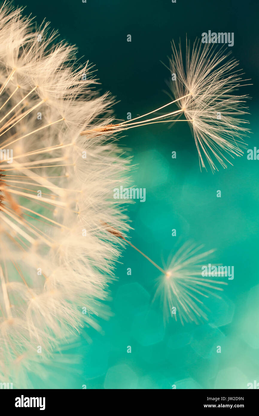 close up dandelion seeds blowing in abstract blue turquoise texture babckground Stock Photo