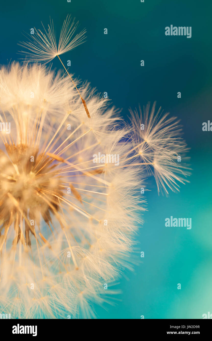 dandelion head close up with seeds blowing in abstract blue turquoise texture babckground Stock Photo