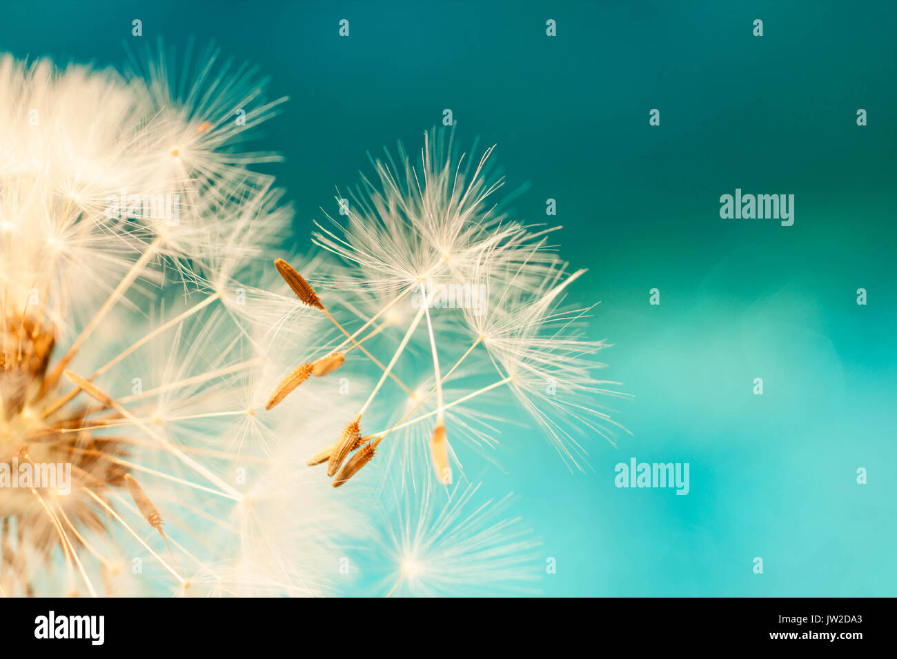 dandelion seeds blowing close up in abstract blue turquoise texture background Stock Photo