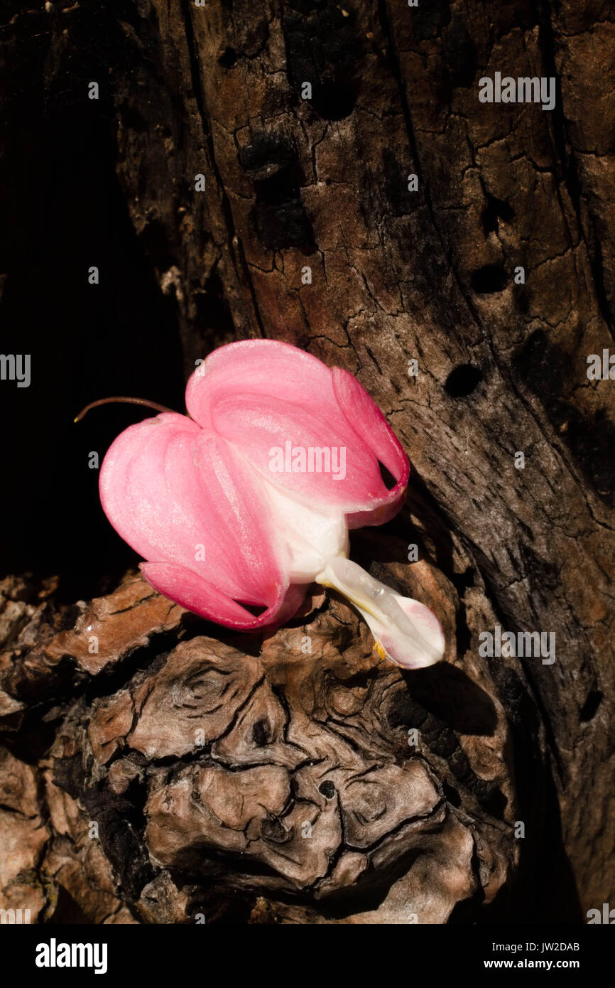 small, pink and delicate flower isolated in tree wood texture background Stock Photo