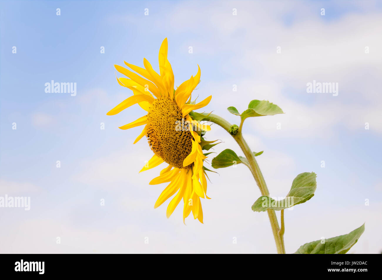 sunflower in summer isolated in blue sky and clouds background Stock Photo