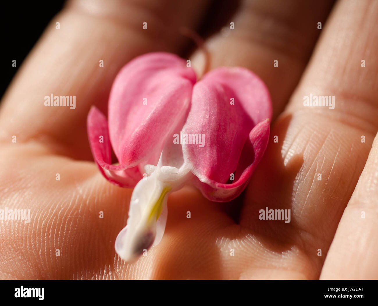 Human hand holding a beautiful pink bleeding heart flower Stock Photo