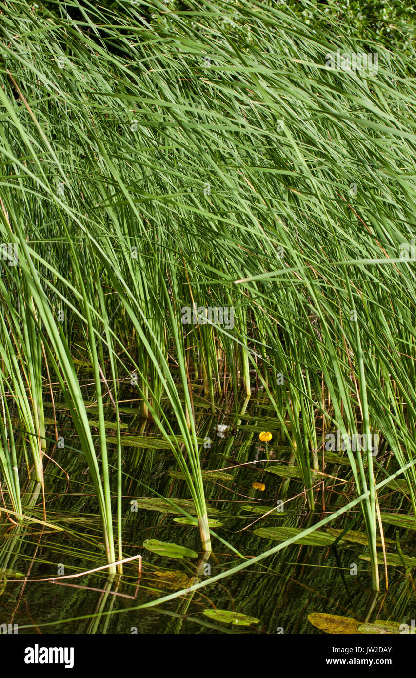 reeds and lily pads in a lake shore in sweden Stock Photo