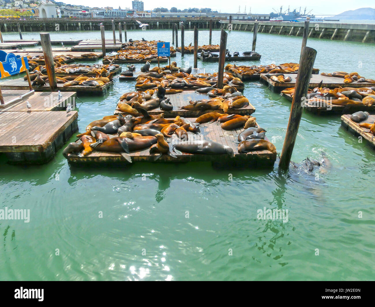 Pier 39 marine mammals hi-res stock photography and images - Alamy
