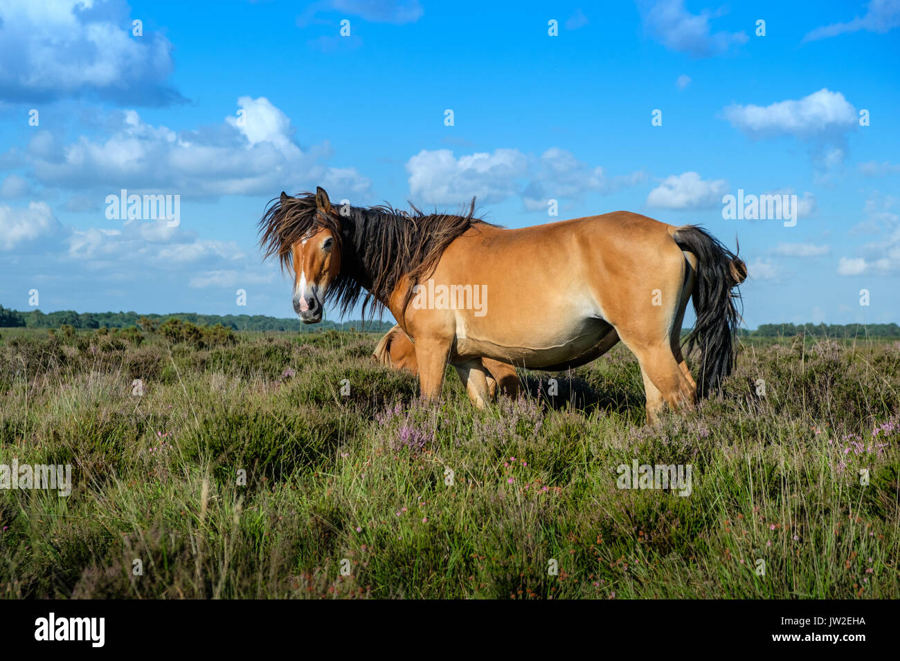 New Forest Ponies Grazing Stock Photo - Alamy