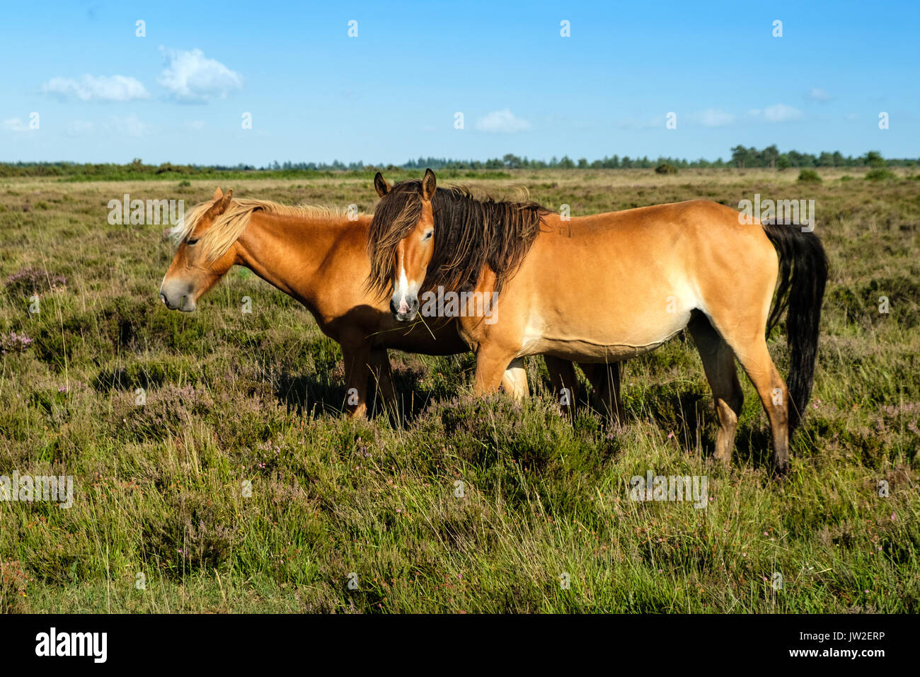 New Forest Ponies Grazing Stock Photo - Alamy