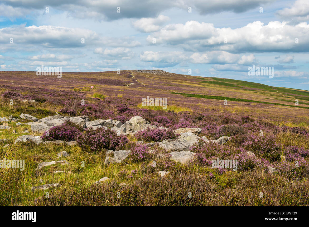 The Blorenge Hill heather clad in summer, overlooking Abergavenny Stock Photo