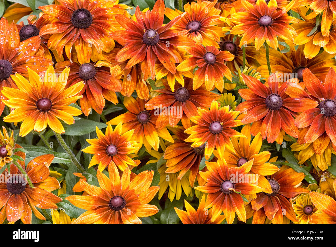 Fall Rudbeckia Rudbeckia hirta 'Autumn Colors, black eyed susan Stock Photo - Alamy