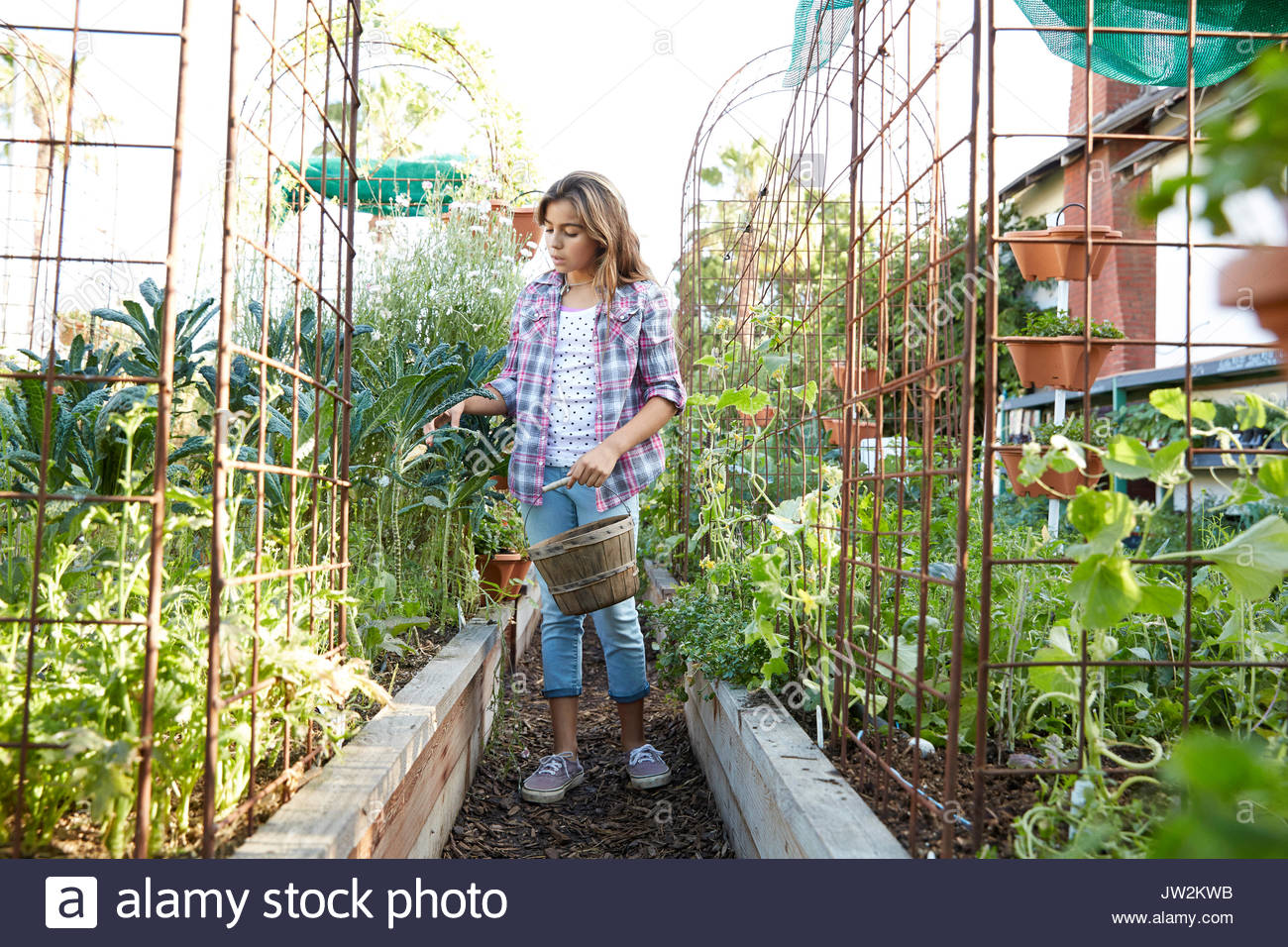 Latina girl harvesting vegetables in garden Stock Photo