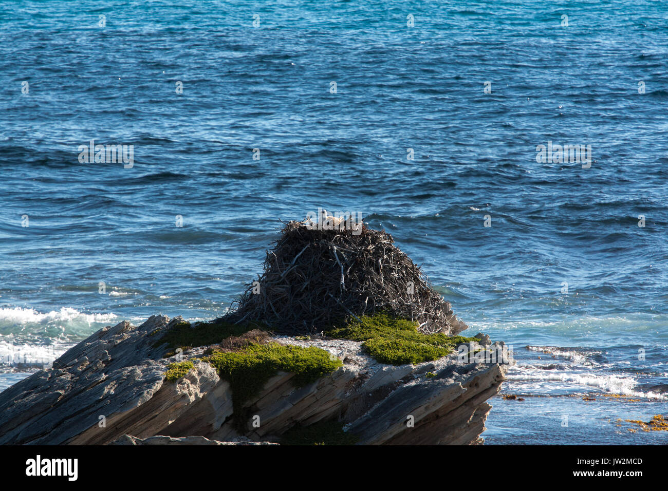 Osprey, Pandion haliaetus, sitting on an impressive nest on Rottnest Island, Western Australia Stock Photo