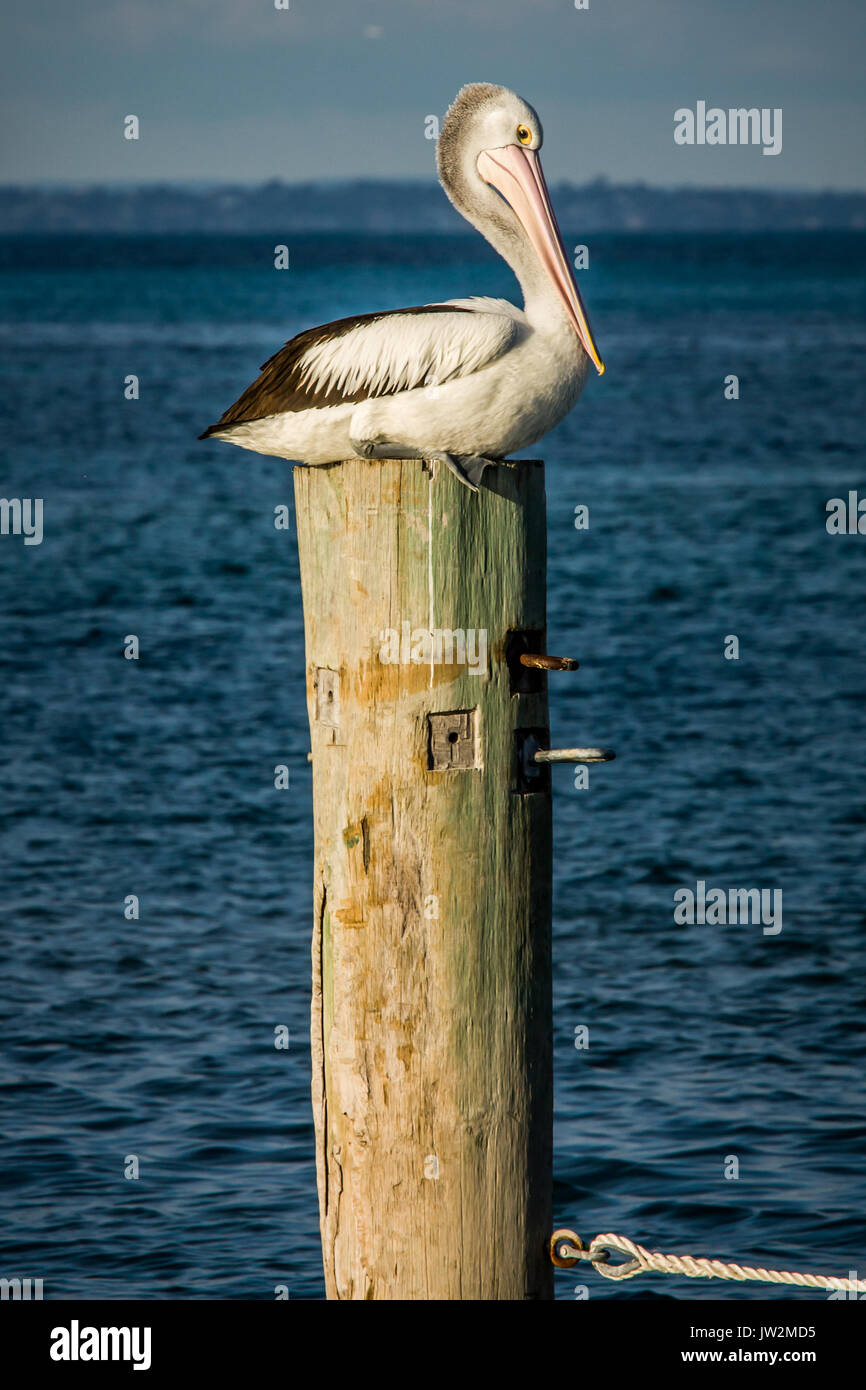 Australian pelican (Pelecanus conspicllatus) on Rottnest Island, Western Australia Stock Photo