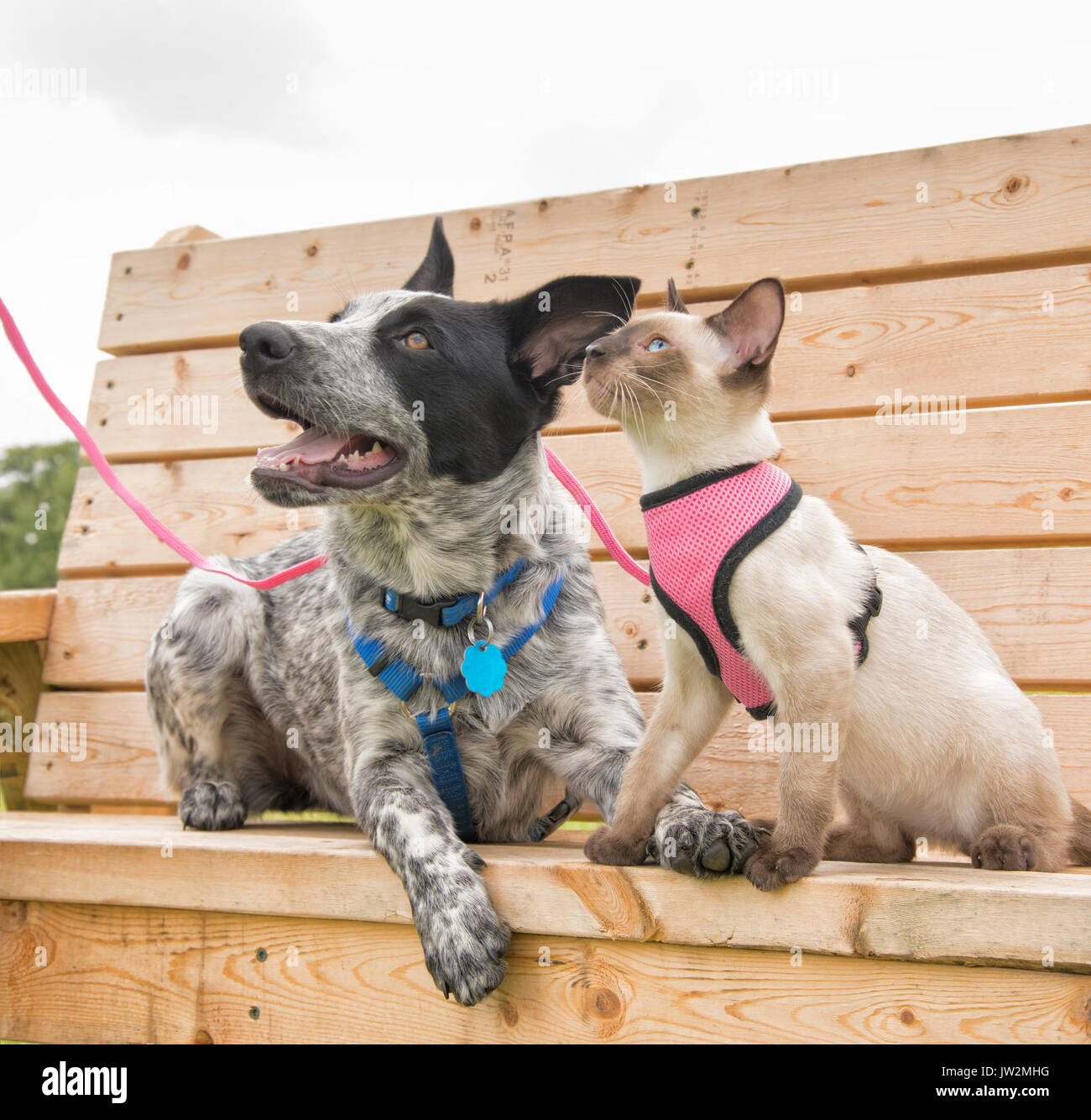 Siamese kitten and a Texas Heeler on a wooden park bench, looking up to the left Stock Photo