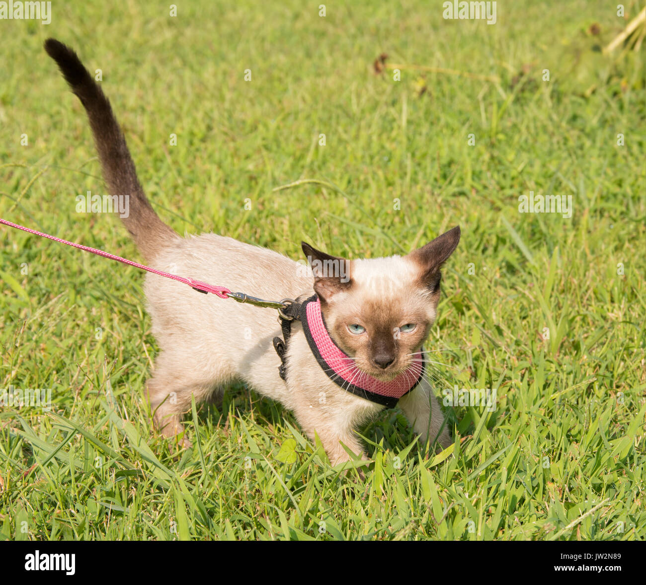 Siamese kitten walking on leash in a pink harness with green grass background Stock Photo