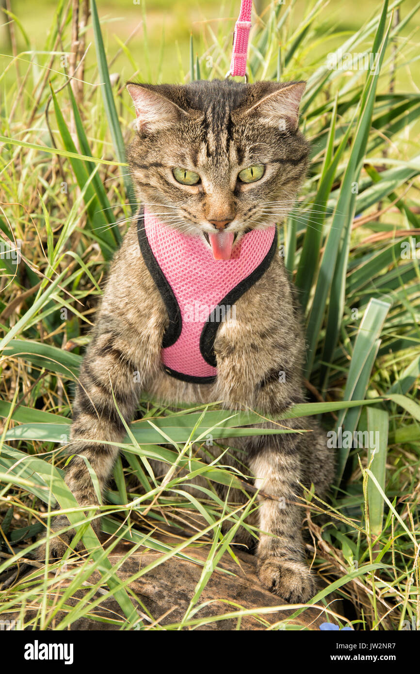 Brown tabby cat on a leash in pink harness in high vegetation Stock Photo