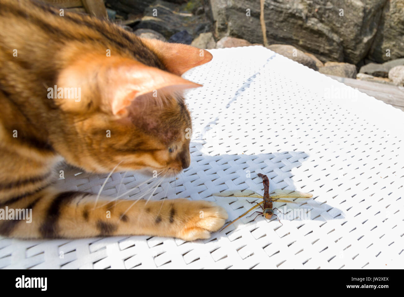 Female Bengal cat capturing, toying with and eventually killing a large dragon fly insect outdoors  Model Release: No.  Property Release: Yes. Stock Photo