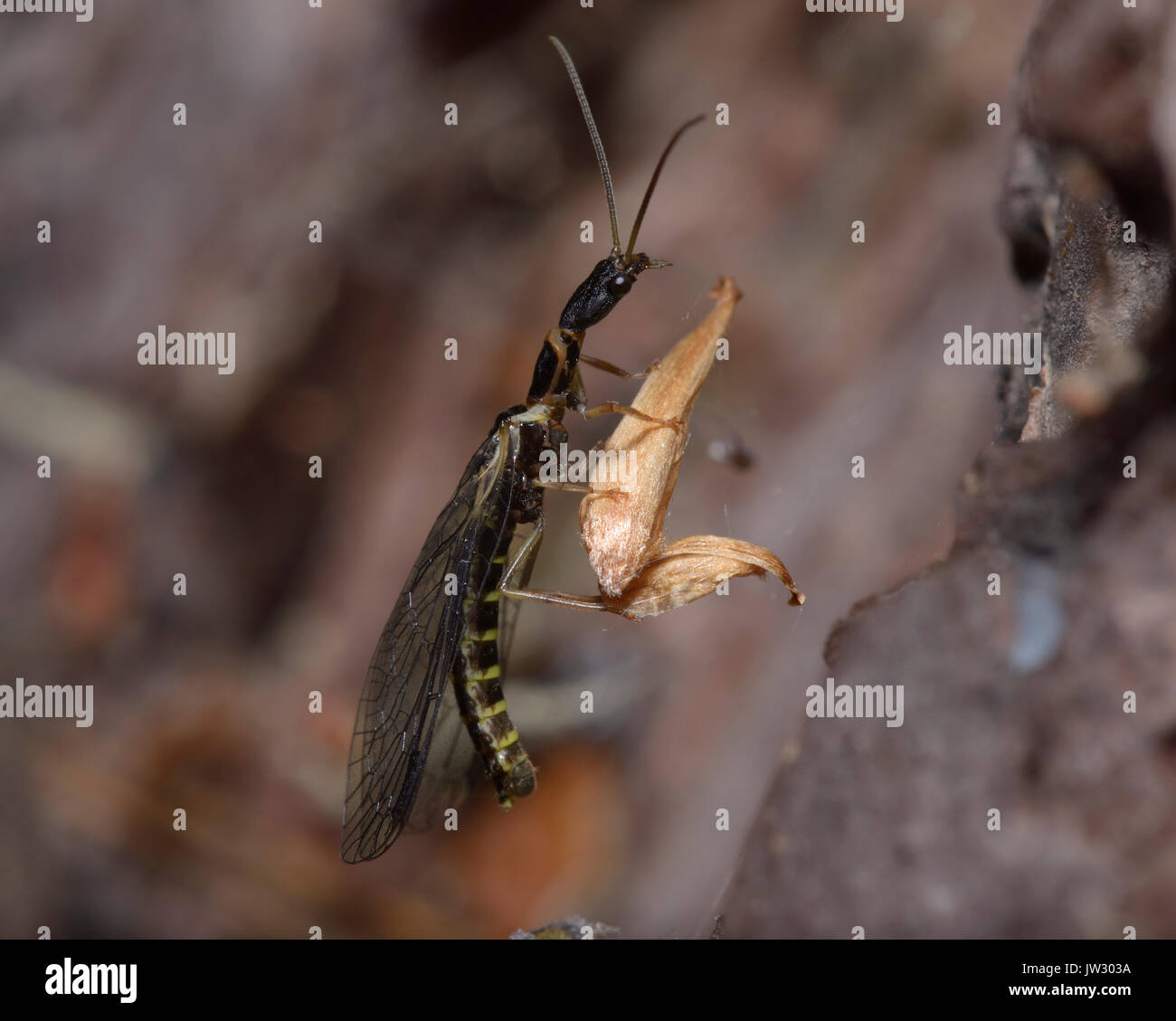 A snakefly, Raphidioptera, sitting on a piece of yellow leaf in front of brown blurred background. Stock Photo