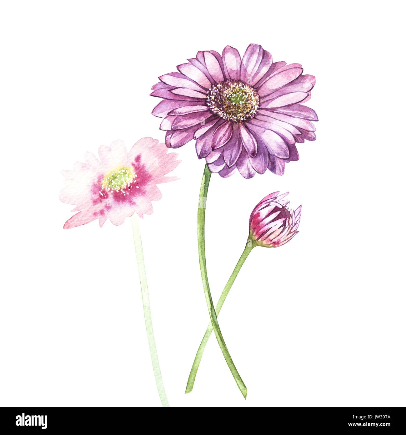Gerbera Zeichnen