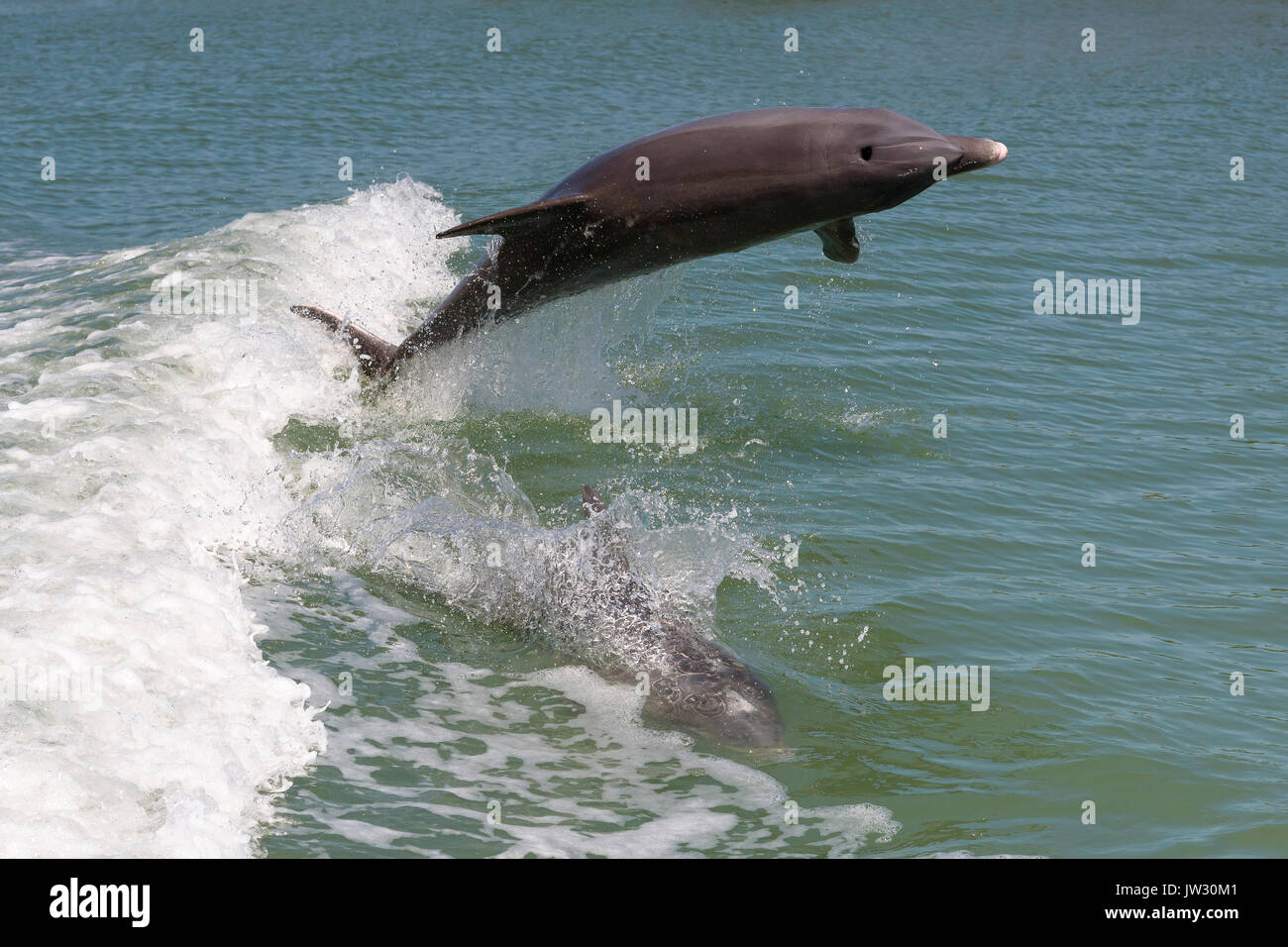 Common bottlenose dolphin (Tursiops truncatus)  breaching near Marco Island, Florida, USA Stock Photo