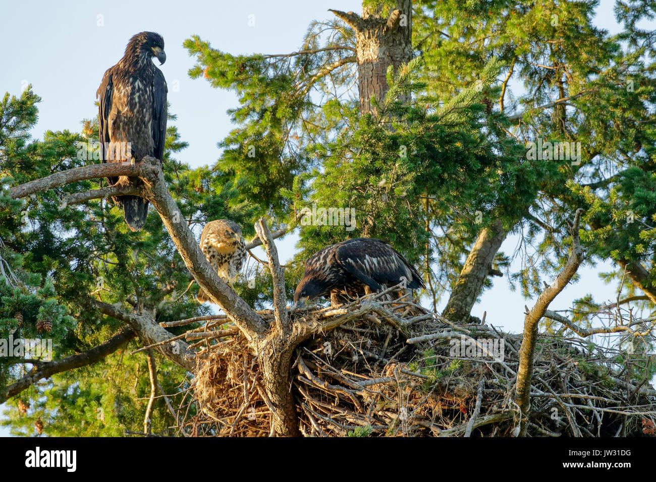 Spunky the Juvenile Red tailed hawk raised in Bald Eagle nest with