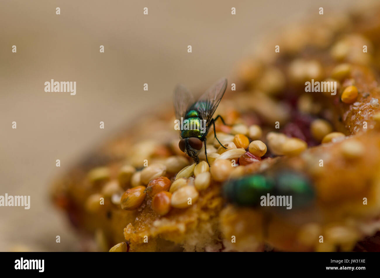 Common green bottle fly, Phoenicia sericata on piece of food. Stock Photo