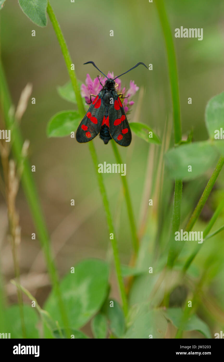 Six-spot burnet, Zygaena filipendulae, moth, on clover, butterfly, Limburg, Netherlands. Stock Photo