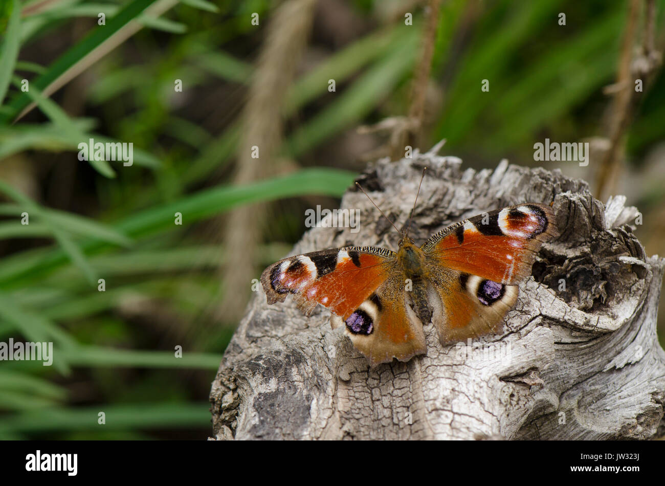 European peacock, Aglais io, peacock butterfly, resting on wooden log. Netherlands. Stock Photo