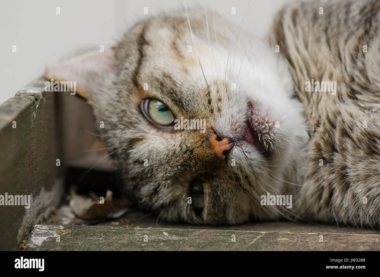 Tom cats hi-res stock photography and images -