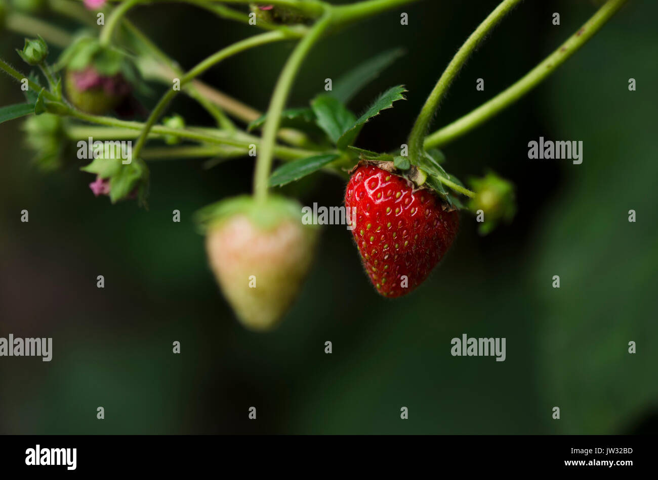 Hanging strawberry plants hires stock photography and images Alamy
