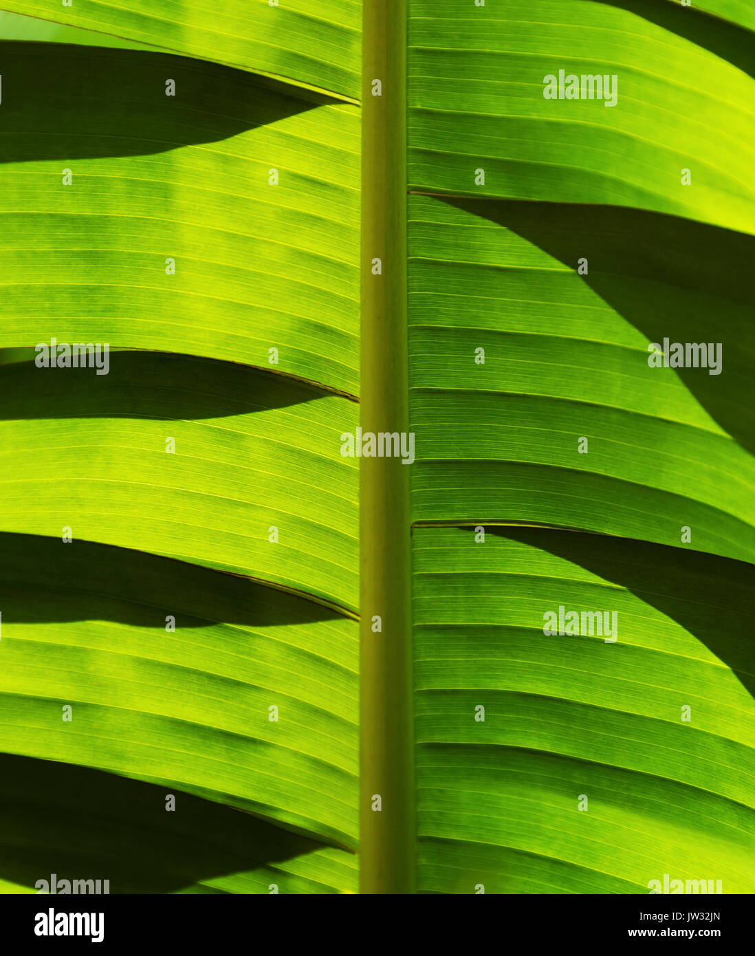 Palm leaf close up shadow hi-res stock photography and images - Alamy