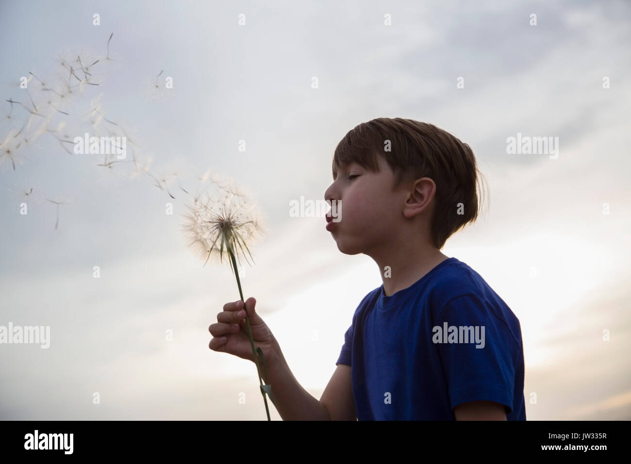 Side view of boy (8-9) blowing dandelion Stock Photo