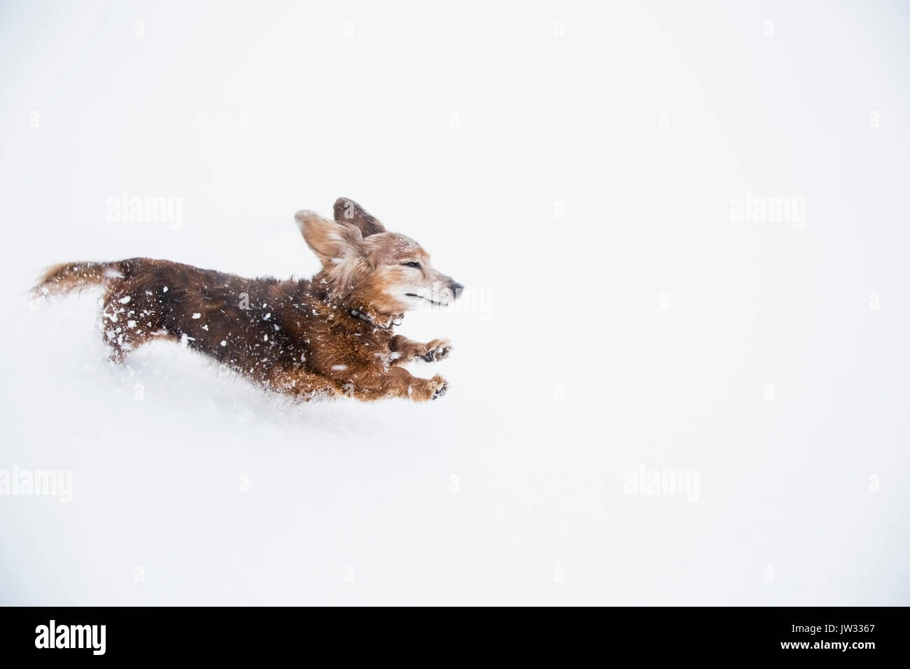 USA, Colorado, Dachshund running in snow at winter Stock Photo