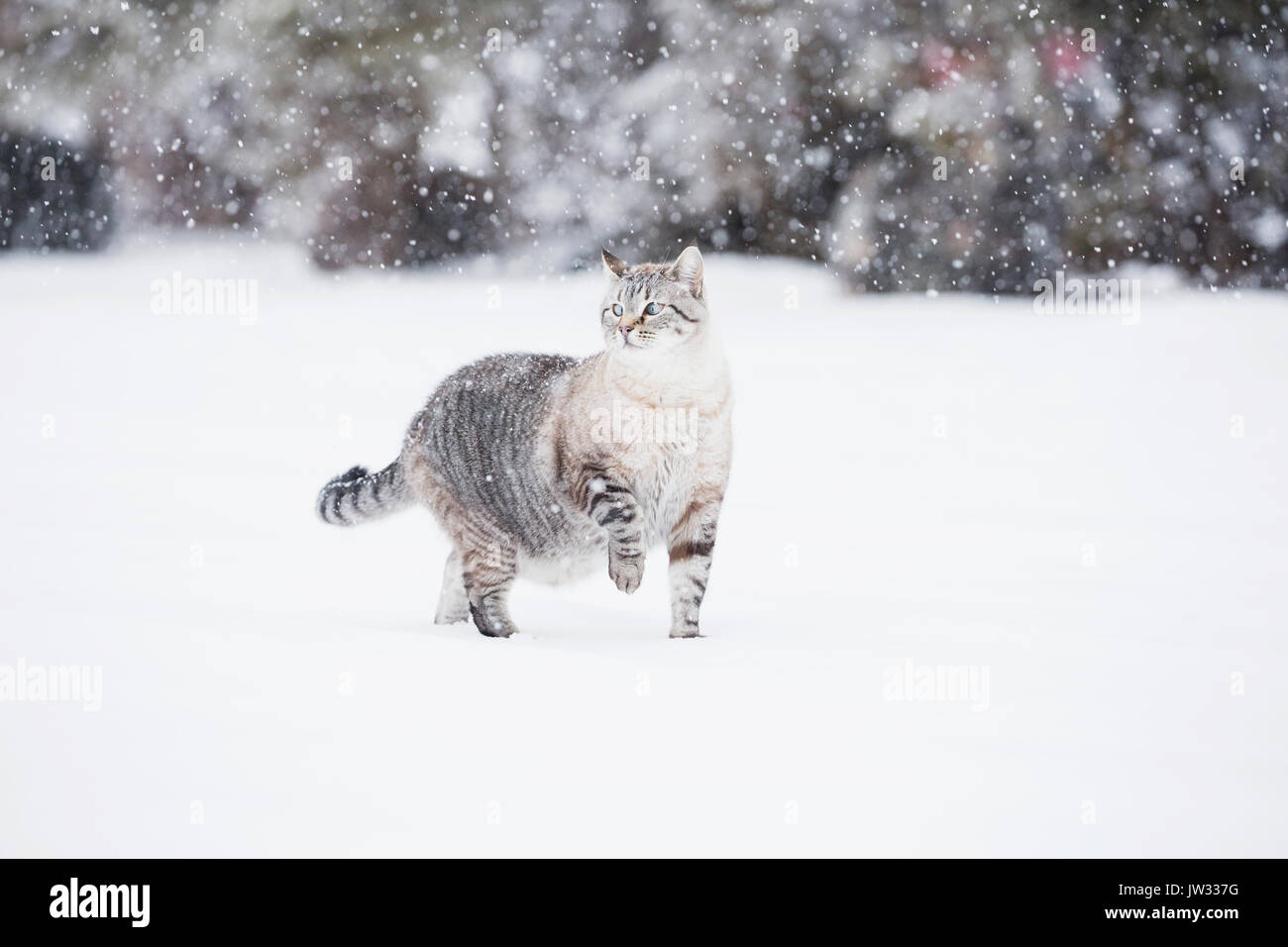 USA, Colorado, Grey cat walking in snow Stock Photo Alamy