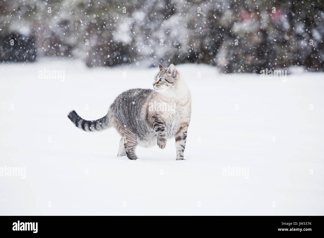 USA, Colorado, Grey cat walking in snow Stock Photo