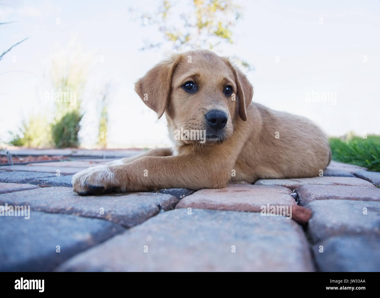 Puppy resting on path Stock Photo