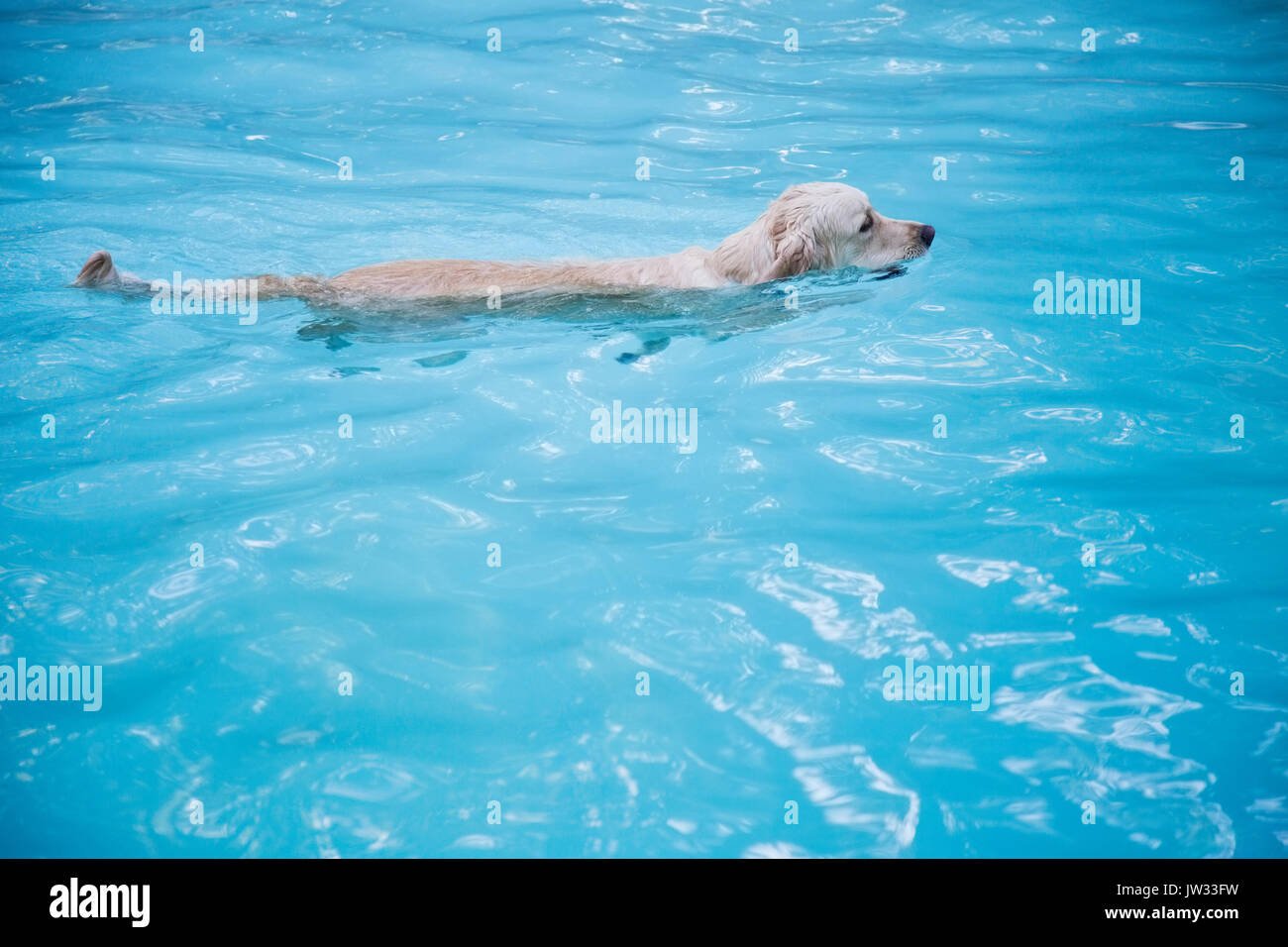 Golden retriever swimming in swimming in pool Stock Photo