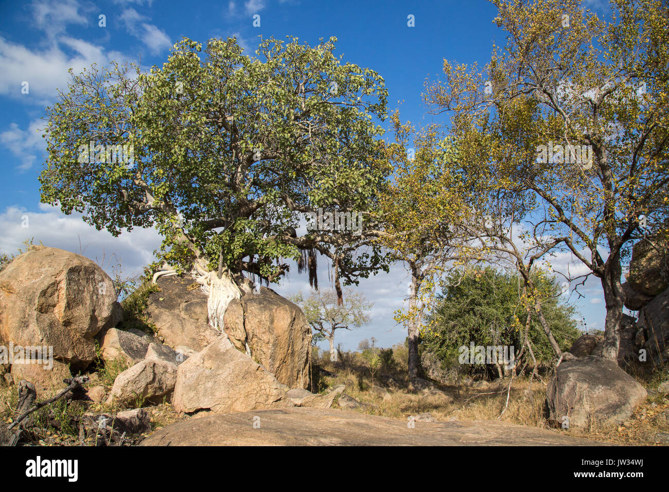 Bushveld landscape with a small granite koppie and rock fig (Fucus abutilifolia) in the Kruger National Park Stock Photo