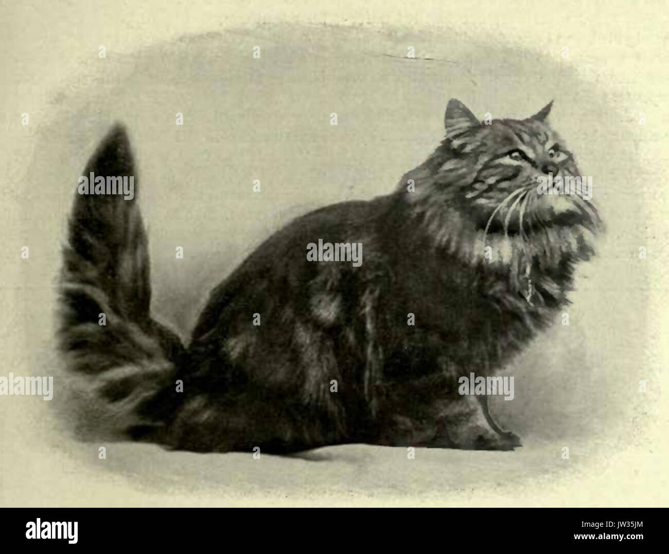 Brown Tabby Persian Champion Crystal Stock Photo Alamy