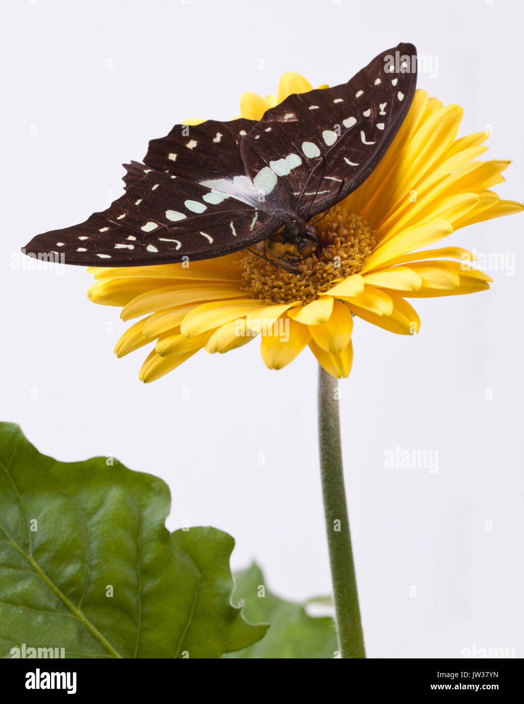 Blue triangle butterfly hires stock photography and images Alamy