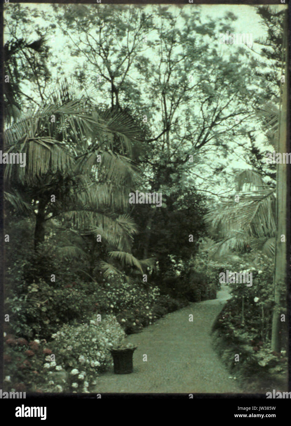 Garden in Madeira, by Sarah Angelina Acland, c 1910 (8 Stock Photo Alamy